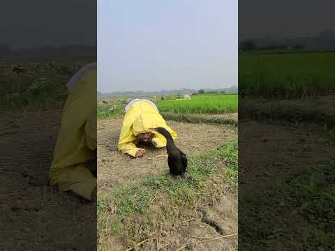 টেকনিক খাটিয়ে পাখিটা কিভাবে ধরলো দেখুন 🤣🤣🤣