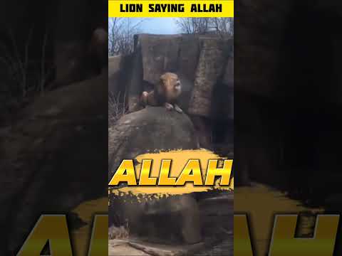 Lion ? saying Allah ? #shorts