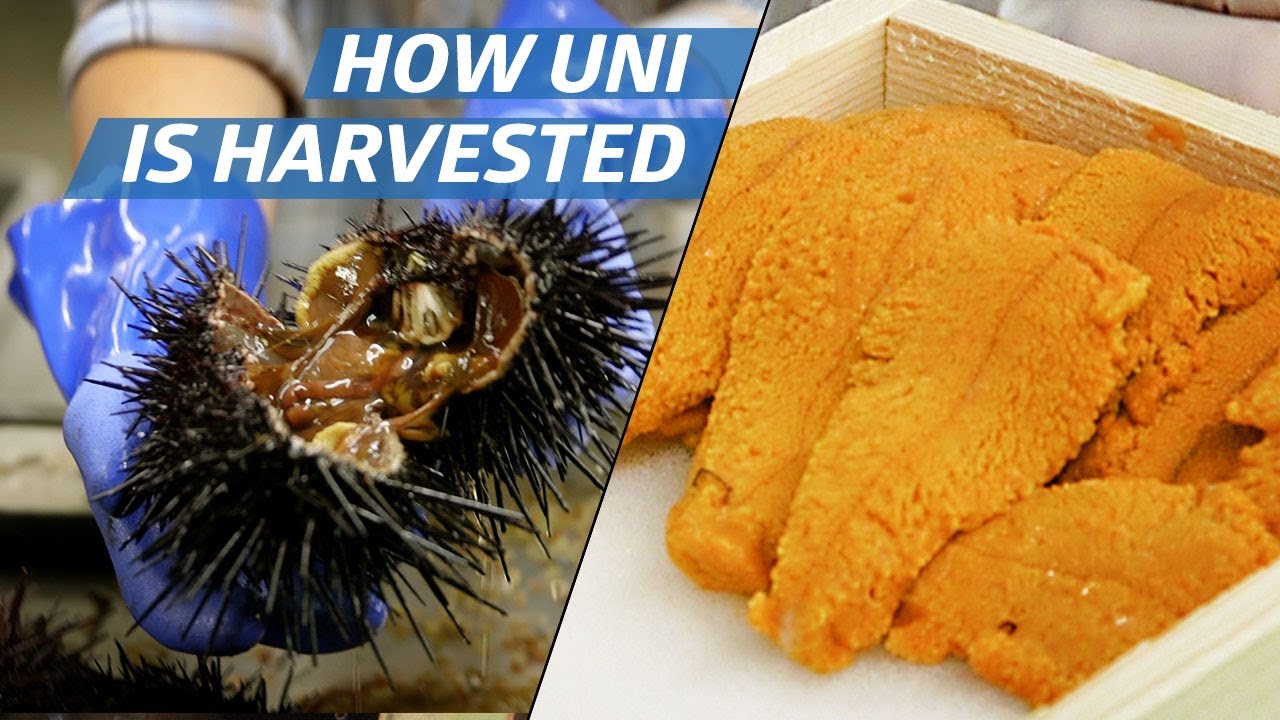 How Sea Urchin (Uni) Is Processed Commercially How to Make It
