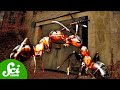 Ant Behavior in Cold War Bunker