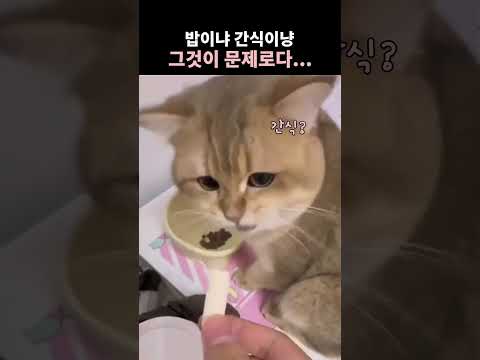 밥이냐 간식이냐 <strong>그것이</strong> 문제로냥...
