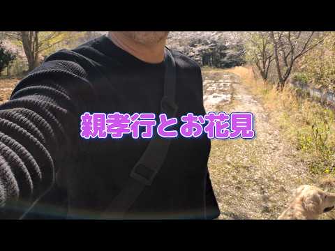 親孝行兼ねて計画地のお花見に行く。ゴールデンレトリバーティト