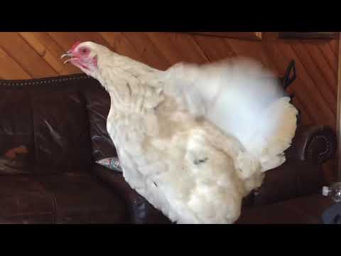 Wake up friend!  (Love Bird crows)