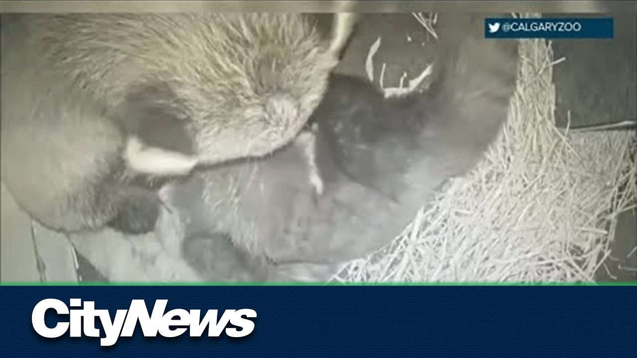 International Red Panda Day at the Calgary Zoo