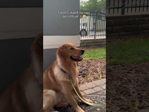 I'm going to miss you buddy ❤️😭#love #cute #pets #dog