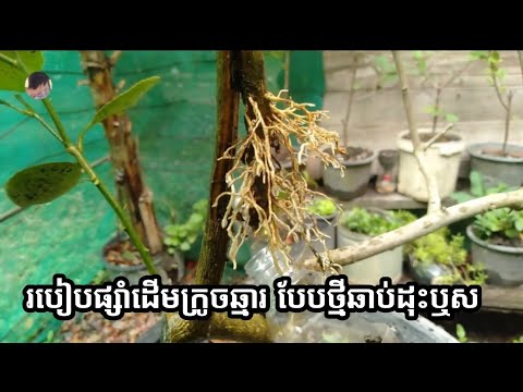 របៀបផ្សាំដើមក្រូចឆ្មារ បែបថ្មីឆាប់ដុះឬស