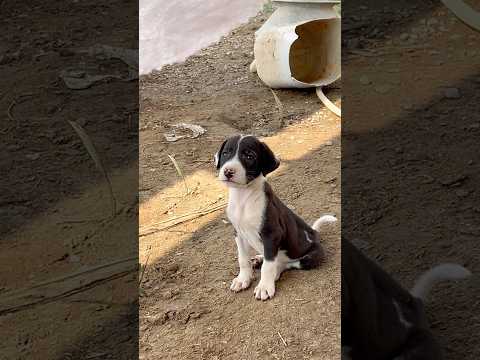 I feel disappointed in my puppy today. #shorts #puppy #dog