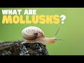Mollusks: Characteristics and Classification