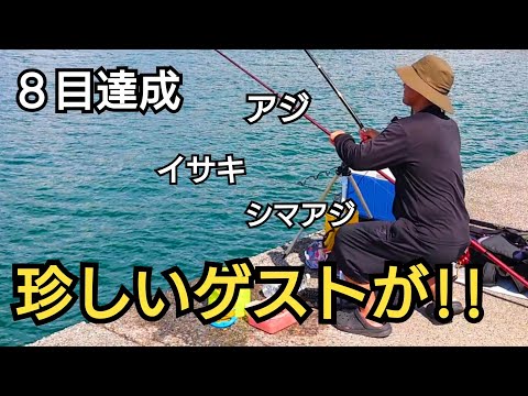 堤防でまさかの珍しいゲストが!!8目達成、アジ、シマアジ、イサキ、メジナ…