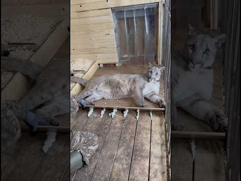 We're insulating the cat's house. Winter's coming. #cougar #animals #braige
