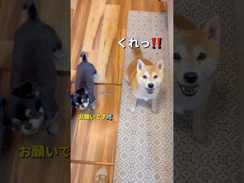 味見係🐶🐶#柴犬 #チワワ #shorts サムネイル