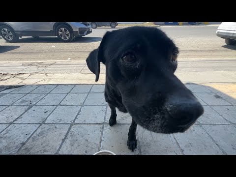 Perrito abandonado , pancita llena