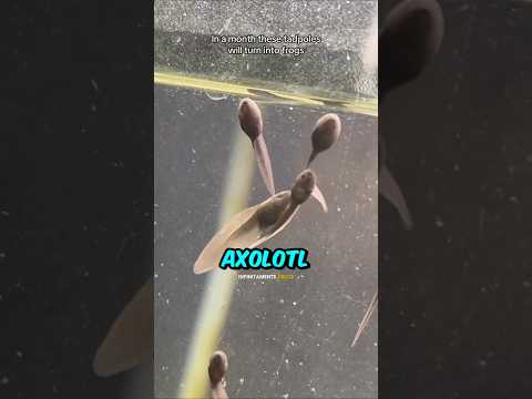 SI ร CREATO UN ESERCITO DI RANE! ๐ธโ๐ป #divertente #curiositร