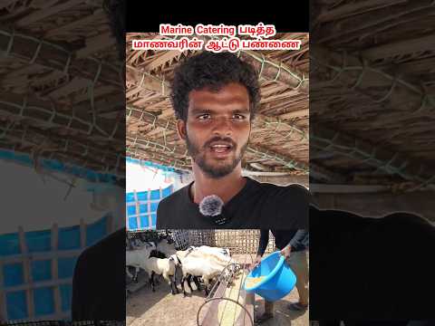 Bsc படித்த மாணவரின் ஆடு வளர்ப்பு / செம்மறி கிடா குட்டி வளர்ப்பு  / @tamilvivasayi
