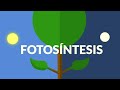 Cuestionario sobre la Fotosíntesis