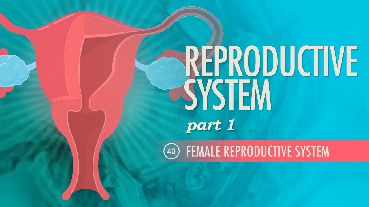 Reproductive System, Part 1 - Female Reproductive System: Crash Course A&P #40