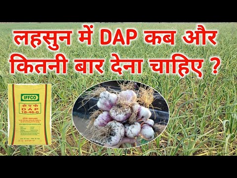 लहसुन में DAP का उपयोग कब और कितनी बार करना चाहिए / Lahsun me konsa khad dalen / लहसुन में DAP कब दे