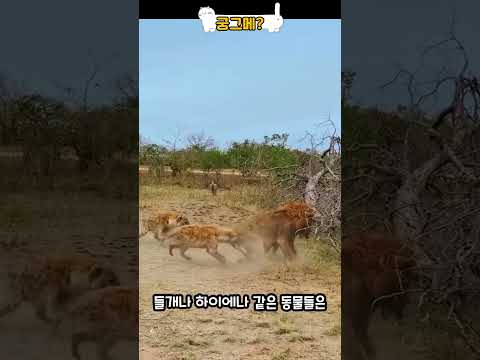 앉은뱅이 사자의 비밀