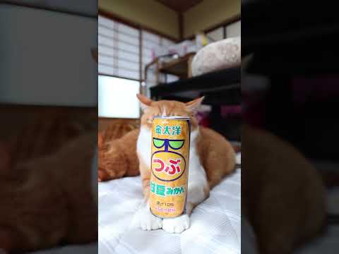 金太洋粒甘夏みかんと癒しの猫たちのかわいい映像 サムネイル