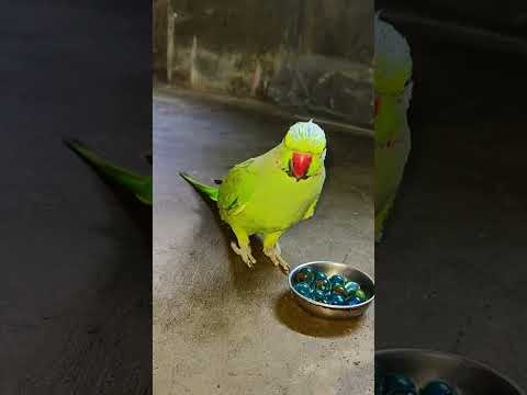 smart Talking Parrot mithu 💚🦜 #talkingparot #petbird #smartparrots #ringneckparrot #reels #shorts