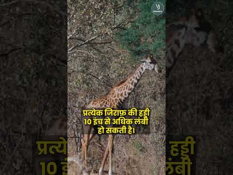 जिराफ के गर्दन जितना मनुष्य का गर्दन ?😯#facts #shortsyoutube #shortsvideo