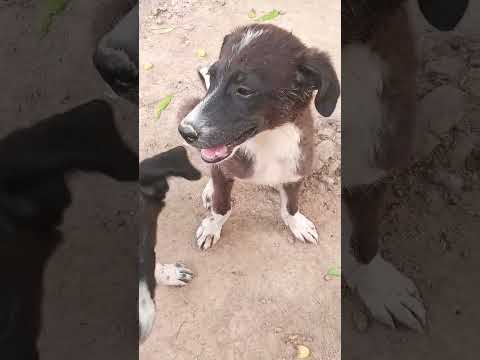 #funny #comedy #viralvideo #cute #kalu #dog lover🐕🐕