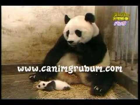 FUNNY PANDA