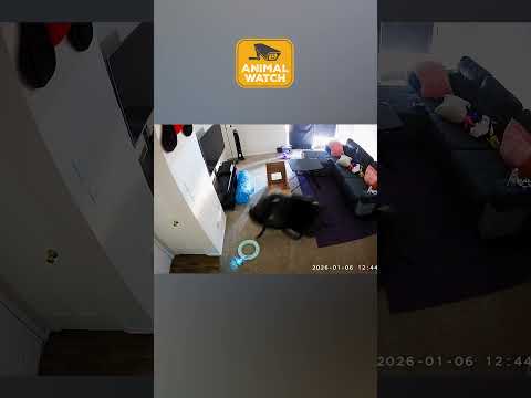 Our Chaos Cats Caught On Camera | Animal Watch