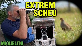 EXTREM SCHEU! Was die Wildkamera zeigt