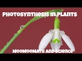 Photosynthesis Concepts and Processes
