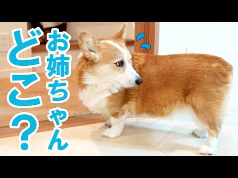 修学旅行でお姉ちゃんが帰って来ない日・・愛犬の行動が切なすぎた