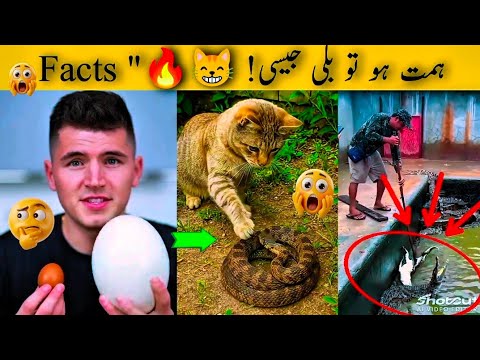 بلیاں مچھلی کا شکار کیسے کرتی ہیں۔ 😸مگرمچھ تیار کرنا آسان نہیں ہوتا۔۔ 😱 