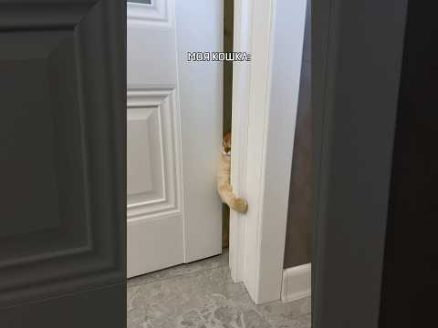 Можно коту с тобой? #cat #кот