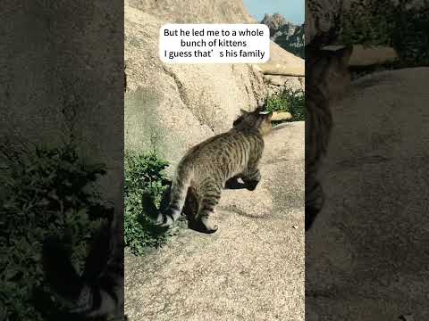 Just flying my drone… and then I saw this 😭🐱#rescue #animals #cat #love