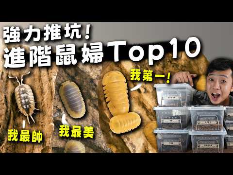 強力推坑！進階鼠婦Top10｜最帥、最美的鼠婦都在這【臺灣蟻窟】