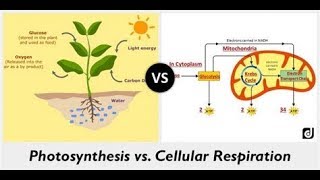 Scientists HATE him!!! Find out how these two processes produce energy for organisms - AP Biology