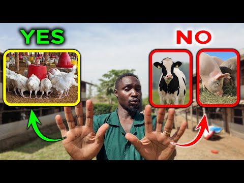 Chickens will Make You More Money than cattle and Pigs