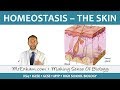Homeostasis and Skin Function in Temperature Regulation
