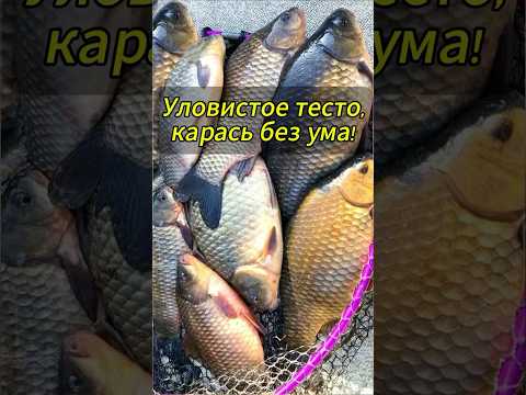 Карась без ума от этого теста #рыбалка #рыбалканаозере