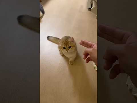 Good Acting 😂 #cat #funny #comedyshorts #ytshorts #shorts