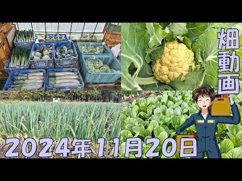 【24/11/20】野菜高騰でプチバブル？