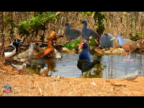 IMAGENS LINDAS E RARAS DE CONSEGUIR E MUITOS BELOS REGISTROS DAS ANDANÇAS