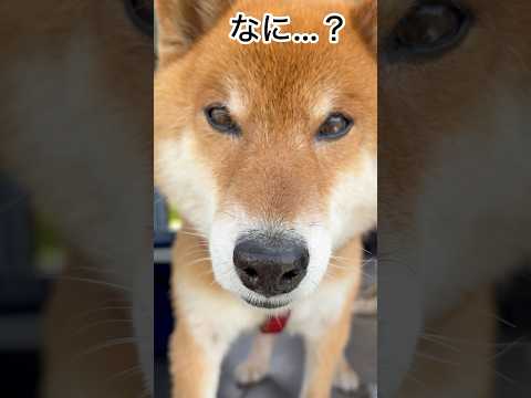 犬の動画サムネイル - ’25.5.15 力丸のタッチは… #柴犬 #shibainu #柴犬の日常 #柴犬のいる暮らし #タッチ #カメラ目線 #力丸