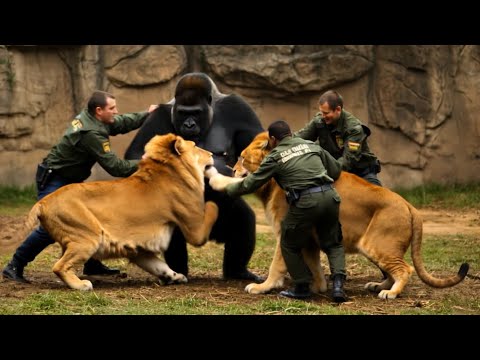 What If 2 Lions Enter A Gorilla