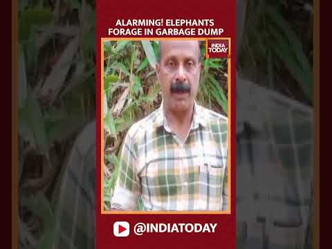 Shocking! Elephants Scavenge in Garbage Dump in Munnar | India Today