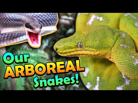 Meet our Arboreal (Tree-Dwelling) Snakes! Arboreal means 