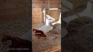 Die kleine Chefin im Hühnerstall! 🐓👧 DIY-Stallpflege mit Lavendel-Upgrade. #ugccreator