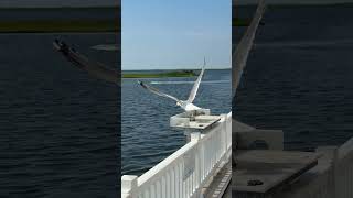 Developer To Rebuild Barnegat Pavilion #jerseyshore #localnews