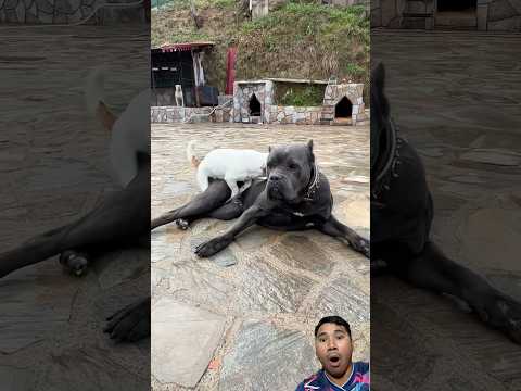 Wow๐ฑ๐ฑ#funny #horsetrack #pets #animallife #shortvideo #animals #dog #shorts