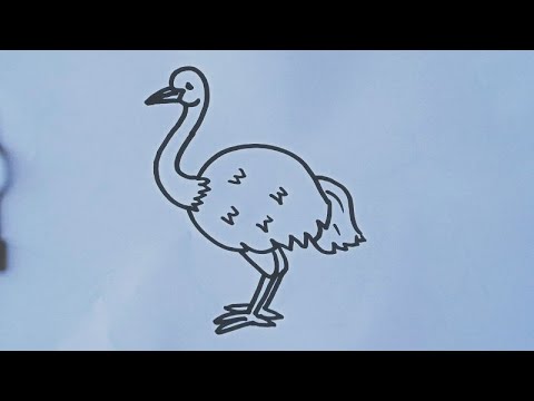 How to draw Ostrich / Ostrich drawing easy step by step / Bird drawing